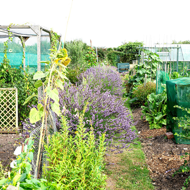 Allotments